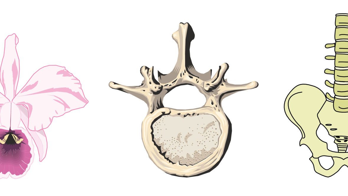 DOCK20_Oliver-Laric_3er-Serie_Anatomie