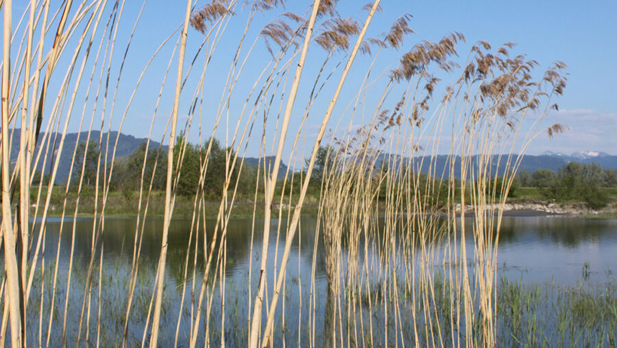 Fußacher Rheinmündung (Vbg.), 2012. Copyright: Matthias Würfel