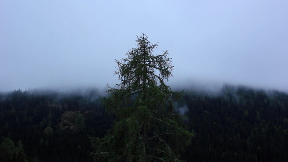 ©Pia Wilma Wurzer_Standbild002