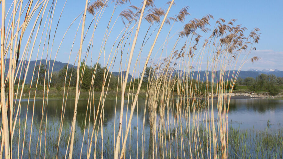 Fußacher Rheinmündung (Vbg.), 2012. Copyright: Matthias Würfel Fußacher Rheinmündung (Vbg.), 2012. Copyright: Matthias Würfel
